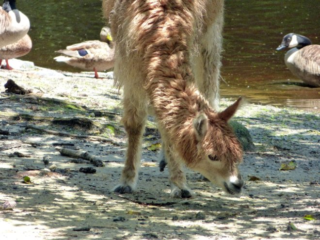 Grazing Alpaca